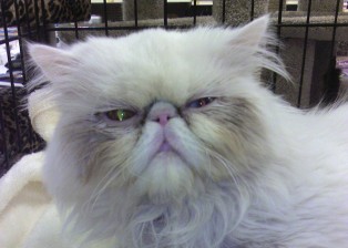 Older Persian cat with quite a face
