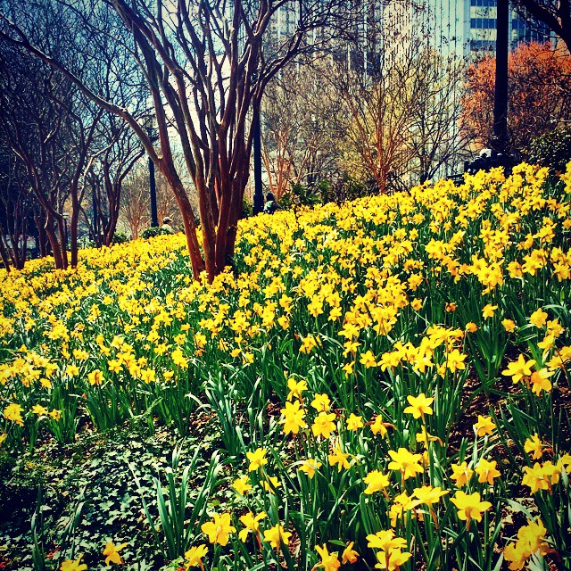 Springtime at Woodruff Park