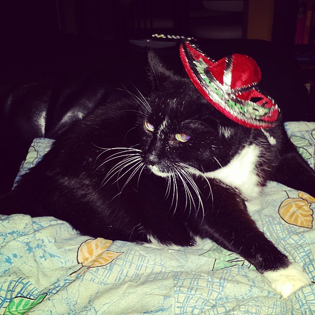 Gato lays on a blanket and wears a Mexican hat