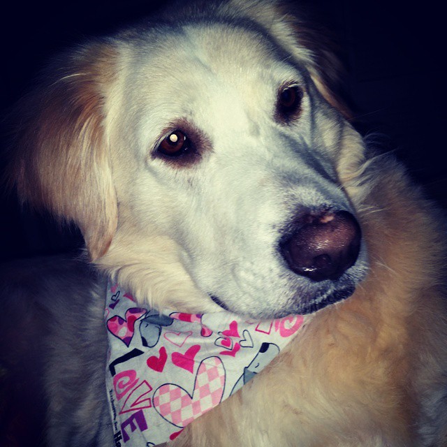 Hamlet, the dog, wears a Valentine's Day bandana