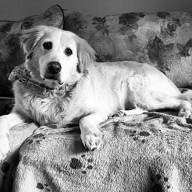 A black and white image of Hamlet, the dog, lounging on the couch